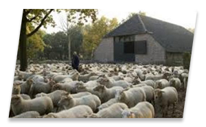 schapen